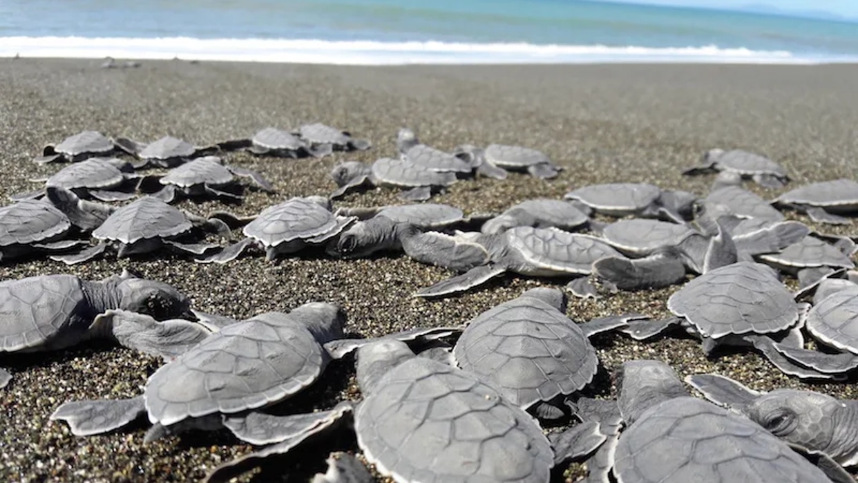 hallan mas de 150 tortugas muertas en playas del pacifico de panama 114461